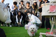 第十九届华南（广州）宠物嘉年华在穗举行